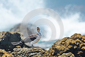 Little pied cormorant (Microcarbo melanoleucos), a medium-sized water bird with black and white plumage, the animal sits