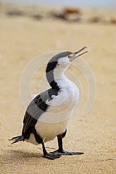 Little pied cormorant Microcarbo melanoleucos standing on the beach