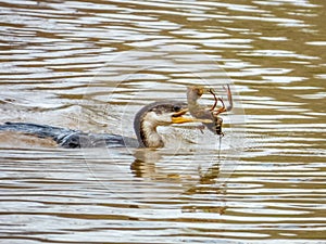 Little Pied Cormorant in New South Wales Australia