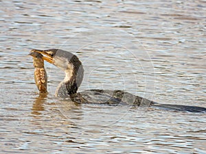 Little Pied Cormorant in New South Wales Australia