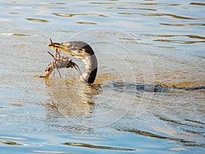 Little Pied Cormorant in New South Wales Australia