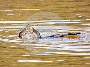 Little Pied Cormorant in Queensland Australia