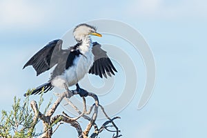 Little Pied Cormorant