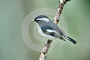 Little Pied Flycatcher