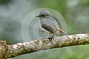 Little Pied Flycatcher. (Female)