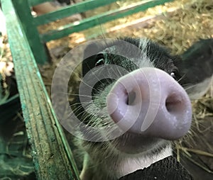 Little pig at the Bang Nam Phueng Floating Market