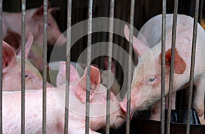 Little pig in farm. Small pink piglet. African swine fever and swine flu concept. Livestock farming. Pork meat industry. Healthy