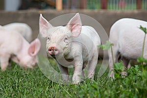 Little pig grazing on a farm with other pigs in sunny day