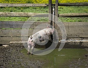 Little Pig in a Pen