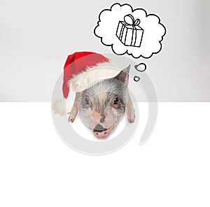 Little pig in Santa hat with gift box and white paper banner background. Christmas and New Year concept