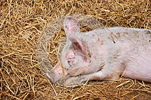 Little pig sleeps in the straw
