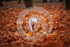 Cute pig walking in the autumn forest