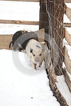 Little pig in winter