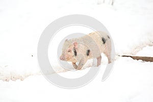 Little pig in winter