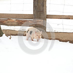 Little pig in winter