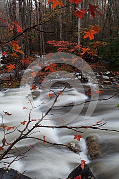 Little Pigeon River at the end of Autumn in Greenbrier in the Great Smoky Mountains