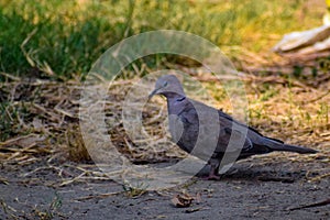 Little pigeon sitting on the ground inside the park, Pigeon searching for food