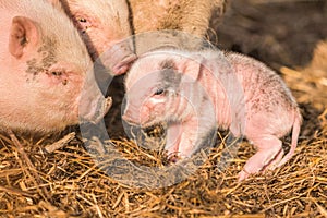 Little piggy in farm