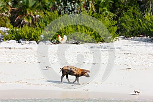 Little piglet on Exuma island