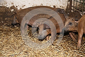 Little piglets inside at animal barn rural scene