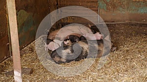 Little piglets suck their mother's breast on a farm in a pen.