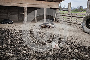 Little Piglets suckling at sow ecofarm, pig feeds piglets