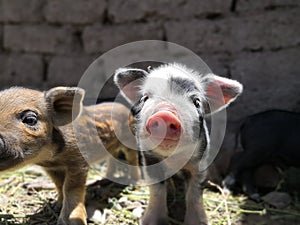 A little pigs