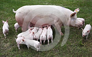Little pigs breast-feeding closeup at animal farm rural scene
