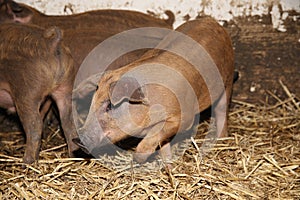 Little pigs closeup at animal farm rural scene