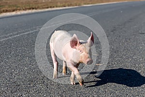 Little pigs cross the road