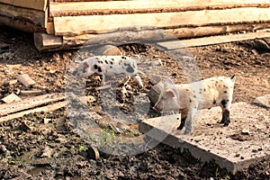 Little pigs of different colors on a home farm