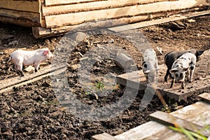 Little pigs of different colors on a home farm