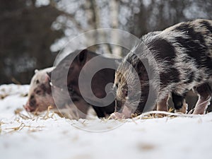 Little pigs digging in the snow. Free-range pigs in winter