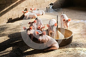 Little pigs at farm waiting for food. Swine at the farm. Meat industry. Pig farming to meet the growing demand for meat in thailan