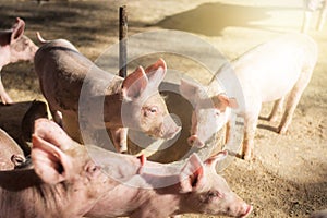 Little pigs at farm waiting for food. Swine at the farm. Meat industry. Pig farming to meet the growing demand for meat in thailan