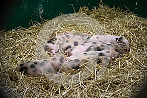 Little pigs in the hay. Animals.Close-up