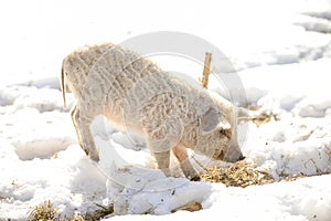 Little pigs of the Hungarian Mangalci breed are not afraid of the cold. From the bad weather piglets are protected by thick and wa