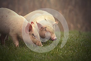 Little pigs on meadow