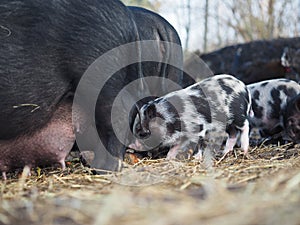 Little pigs near sow on a walk