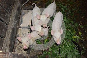 Little pigs on a pig breeding farm