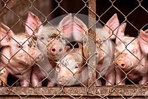 Little pigs in pigsty