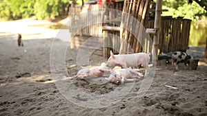 Little Pigs Playing In The Yard - Philippines