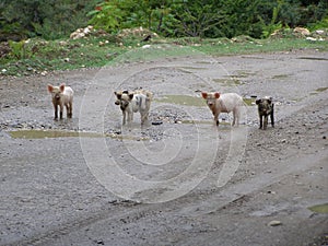 Little pigs on road in Georgia, Borjomi