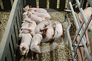 Little pigs sleeping after suckling in the barn indoors