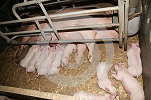 Little pigs sleeping after suckling in the barn indoors