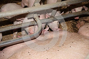 Little pigs sleeping after suckling in the barn indoors