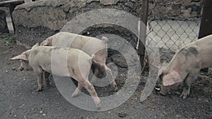 Little pigs sneaking outside of barn