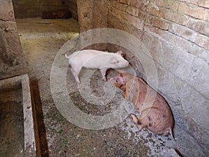 Little pigs in a stable. Cheerful animals in the barn. Young pigs for fattening