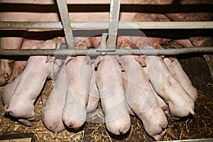 Little pigs  suckling in the barn indoors