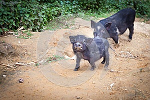 Little pigs are walking on a dirt trail in the village